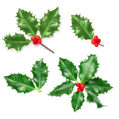 Beyaz arka planda izole edilmiş Xmas Holly çilek yaprakları koleksiyonu. Noel sembolü. Kırmızı böğürtlenli Holly dekorasyonu. Düz la