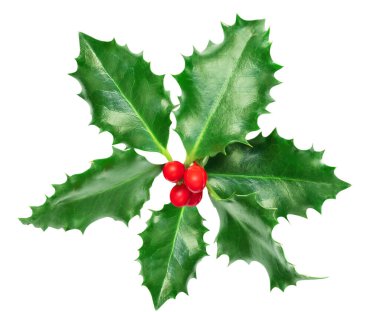 Beyaz arka planda izole edilmiş Xmas Holly meyvesi yaprakları. Noel sembolü. Kırmızı böğürtlenli Holly dekorasyonu. Düz la