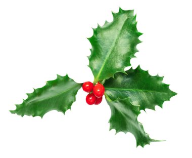 Beyaz arka planda izole edilmiş Xmas Holly meyvesi yaprakları. Noel sembolü. Kırmızı böğürtlenli Holly dekorasyonu. Düz la