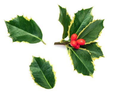 Holly Berry beyaz arka planda izole edilmiş. Noel Holly süslemesini kırmızı böğürtlenlerle yapar. Üst yaşam