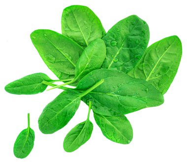 Beyaz arka planda ıspanak yaprakları izole. Taze bebek ıspanak manzarası. Düz yatıyordu