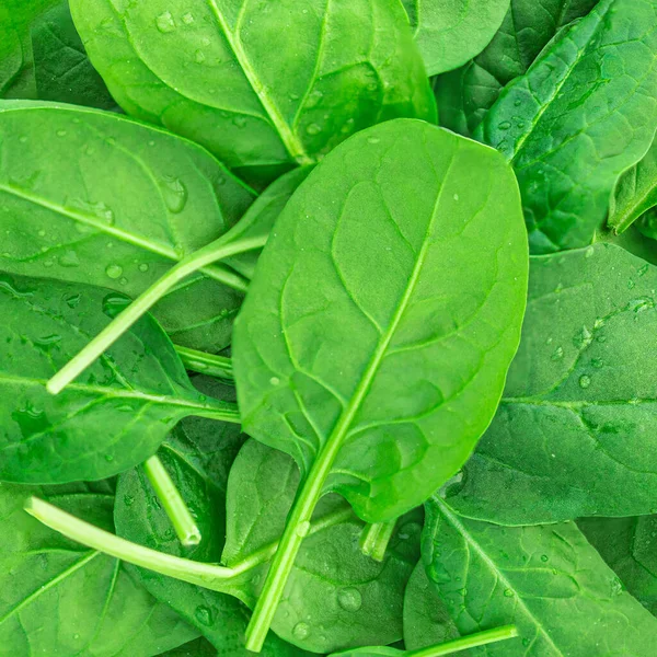 Spinach Leaves Textured Background Fresh Baby Spinach Top View — Stock Photo, Image