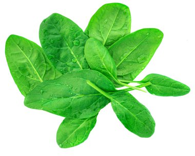 Beyaz arka planda ıspanak yaprakları izole. Taze bebek ıspanak manzarası. Düz yatıyordu