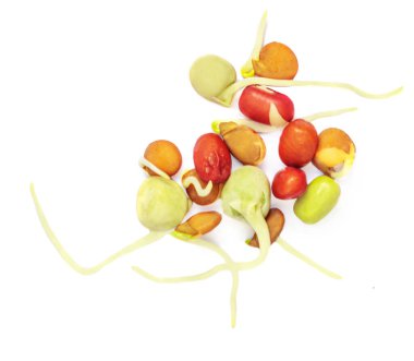 Beyaz arka planda izole fasulye filizleri. Vegan, çiğ gıda diyeti konsepti. Düz yatıyordu. Üst yaşam