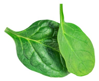 Beyaz arka planda ıspanak yaprakları izole. Taze ıspanak kapanışı. Üst Manzara. Düz yatıyordu