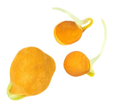 Fasulye filizi beyaz arka planda izole edilmiş. Spring Moong ya da Mung organik lahanaları. Düz yatıyordu