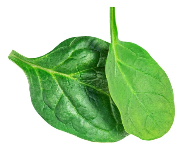 Beyaz arka planda ıspanak yaprakları izole. Taze ıspanak kapanışı. Üst Manzara. Düz yatıyordu