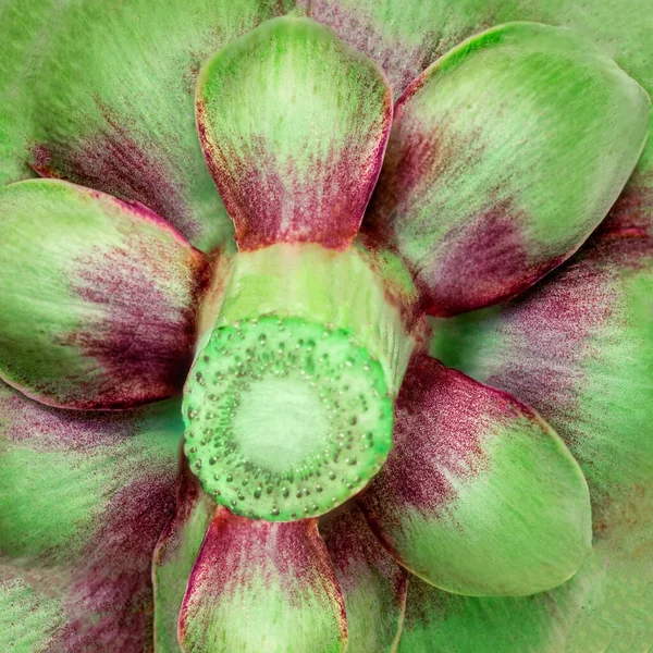 Fresh Artichoke Textured Background Raw Artichok Closeup — Stock Photo, Image