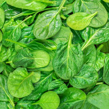 Ispanak deseni. Arka plan olarak taze ıspanak bebek yaprakları. Üst Manzara. Duvar Kağıdı