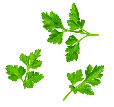 Maydanoz. Maydanoz bitkisi beyaz arka planda izole edilmiş. Üst Manzara. Düz yatıyordu. Koleksiyon