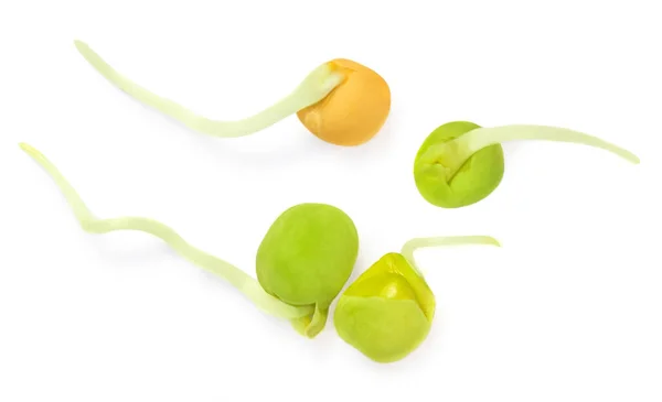 Bean Sprouts Diisolasi Pada Latar Belakang Putih Organik Sprouts Top — Stok Foto