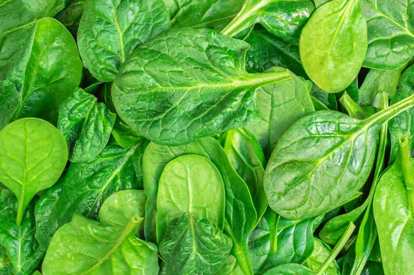 Spinach Pattern Fresh Spinach Baby Leaves Background Top View Wallpape — Stock Photo, Image