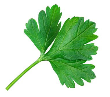 Parsley herb isolated on white background. Parsley leaf top view, flat la