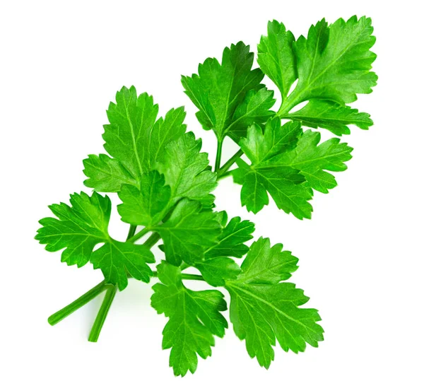 Parsley herb isolated on white background. Parsley leaf top view, flat la