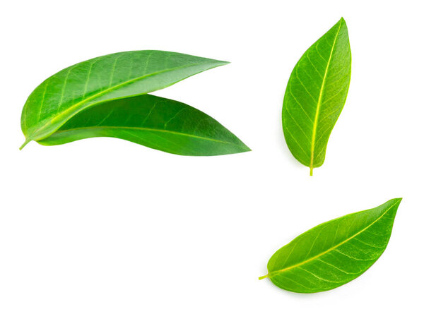 Green citrus leaves isolated on a white background. Fresh oranges leaves Top view. Flat lay