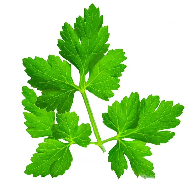 Parsley isolated on white background. Fresh green vegan parsley herb leaf top view, flat la