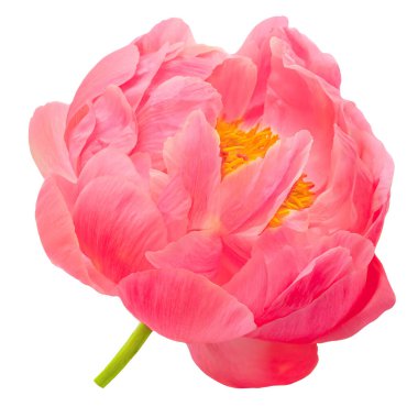 Pink Peony isolate on white background. Beautiful Pion flowers close u