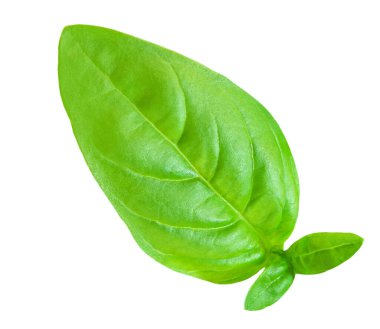 Basil leaf isolated. Fresh green  basil herb on white background, close up