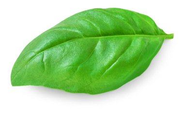 Basil isolated. Fresh green  basil leaf on white background, close up