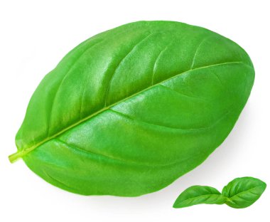 Fresh basil leaf isolated on white background, close up. Basil herb Top view. Flat la