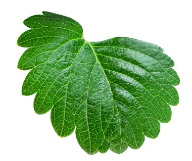 Strawberry leaf isolated on white background. Fresh green single leaf closeu