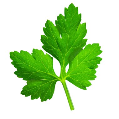 Parsley isolated on white background. Fresh green vegan parsley herb leaf top view, flat la