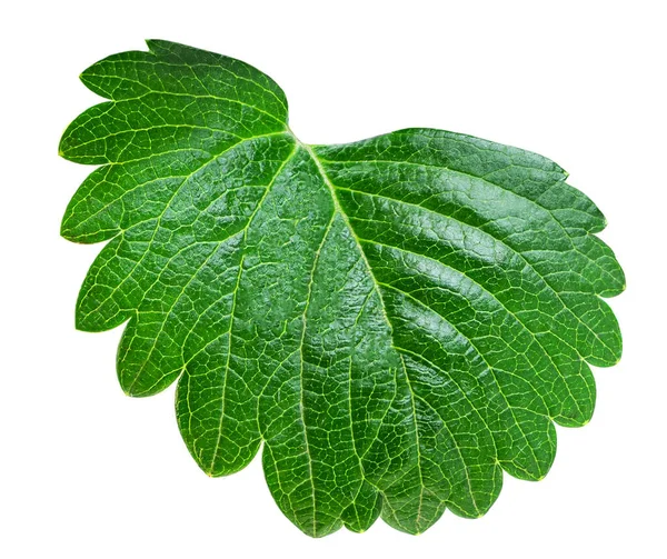 Strawberry leaf isolated on white background. Fresh green single leaf closeu