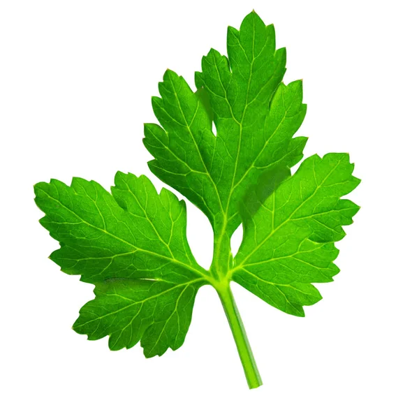 Parsley isolated on white background. Fresh green vegan parsley herb leaf top view, flat la
