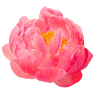 Pink Peony isolate on white background. Beautiful Pion flowers close u