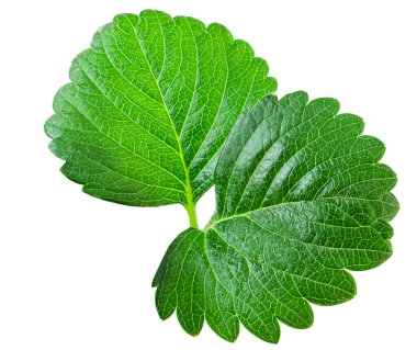 Strawberry leaf isolated on white background. Fresh green fruit  leaf closeu