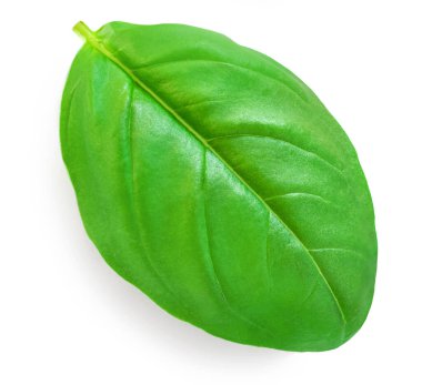 Fresh basil leaf isolated on white background, close up. Basil herb Top view. Flat la