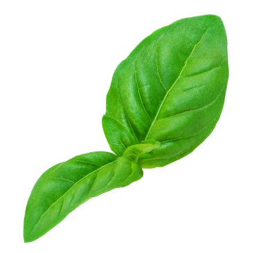 Basil leaf isolated. Fresh green  basil herb on white background, close up