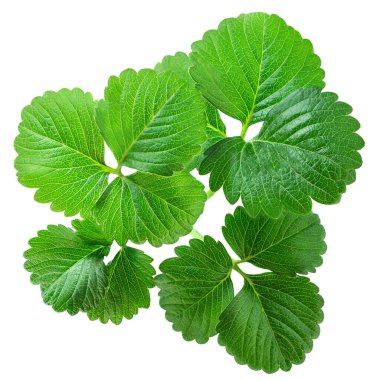 Strawberry leaves isolated on white background. Fresh green berry leaves closeup