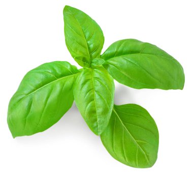 Basil leaf isolated. Fresh green  basil herb on white background, close up