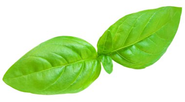 Basil leaf isolated. Fresh green  basil herb on white background, close up