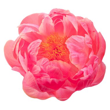 Pink  peony flower  isolated on white background. Beautiful coral color peony bud closeu