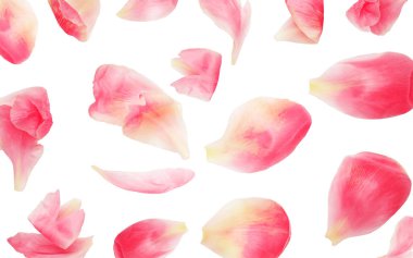 Abstract Flower  Pattern. Pink peony flower petals isolated on white background .
