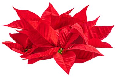 Christmas star flower poinsettia isolated on white background. Xmas symbol Poinsett
