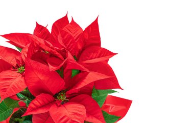 Christmas  poinsettia  isolated on white background. Xmas symbol Poinsetta as a gift