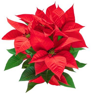 Christmas  poinsettia  isolated on white background. Xmas symbol Poinsetta as a gift