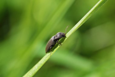 Beetle zirveye tırmanıyor.