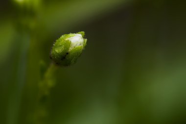 Genç çiçek tomurcuk