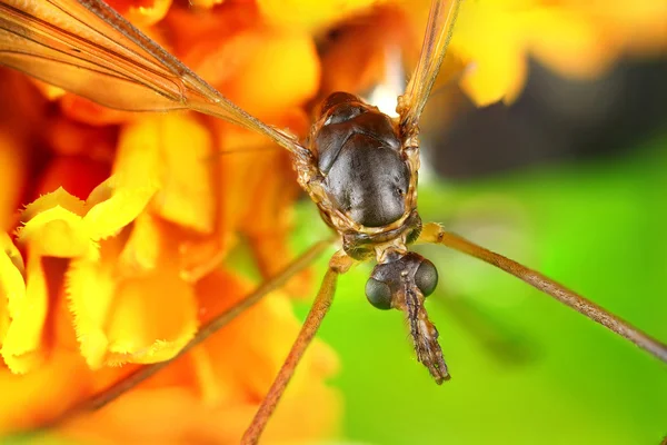 Listo para el vuelo — Foto de Stock