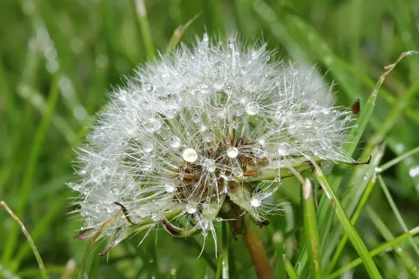 Weißer Löwenzahn — Stockfoto