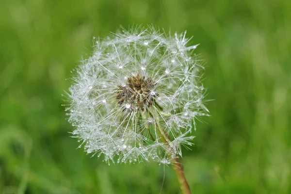 Dandelion with dew drops — Stock Photo, Image