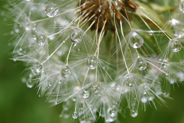 Dandelion in close with morning dew — Stock Photo, Image