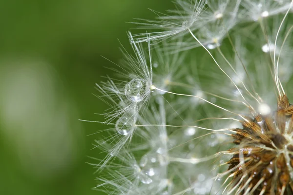 Macro diente de león con gotas de rocío —  Fotos de Stock