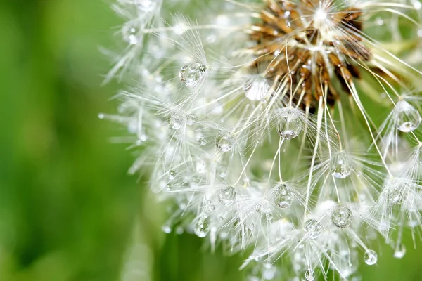 Diente de león cerca en la mañana — Foto de Stock