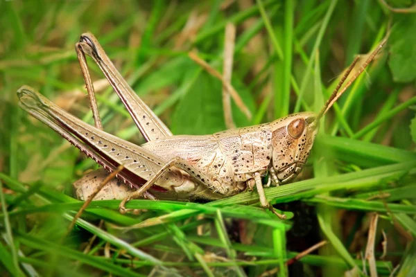 Grasshopper in meadow — Stock Photo, Image