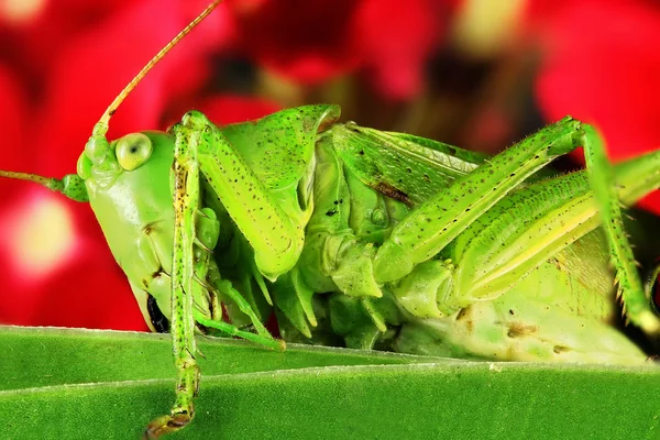 Saltamontes en primer plano — Foto de Stock